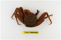 藏品(基氏盾牌蟹)的圖片